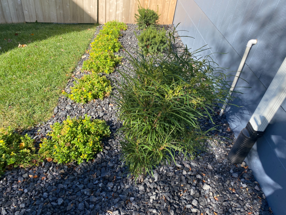 Black Granite decorative gravel used in a landscape bed with shrubs and small trees.