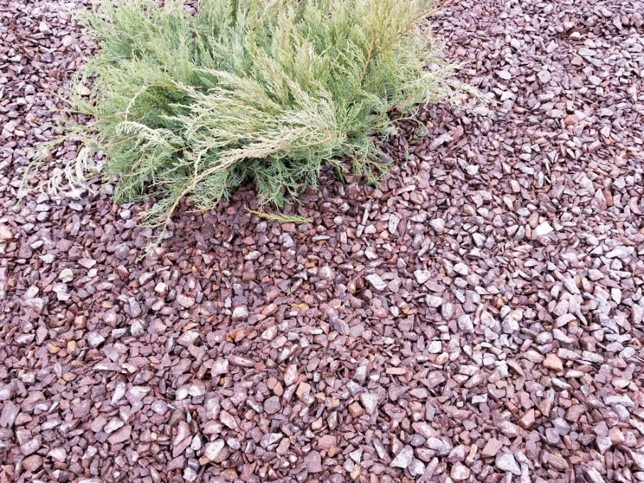 Close up photo of Trap Rock in a landscape bed