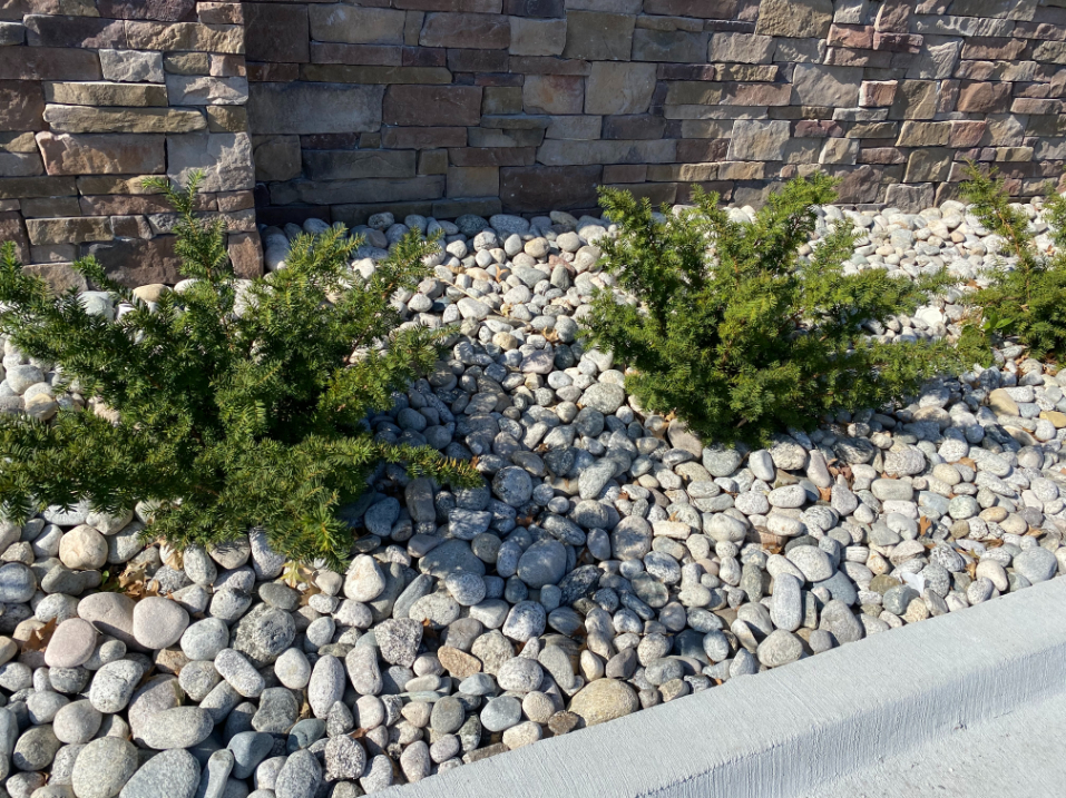 Gray Cobblestone used in a landscape bed with bushes