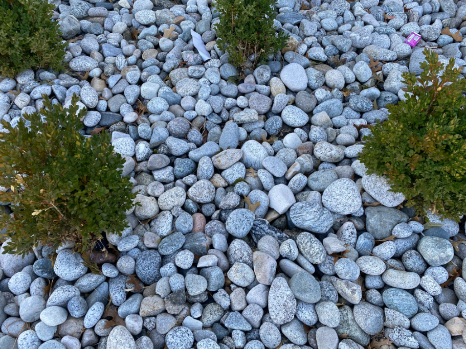 Close up photo of Gray Cobblestone in a landscape bed surrounded by shrubs